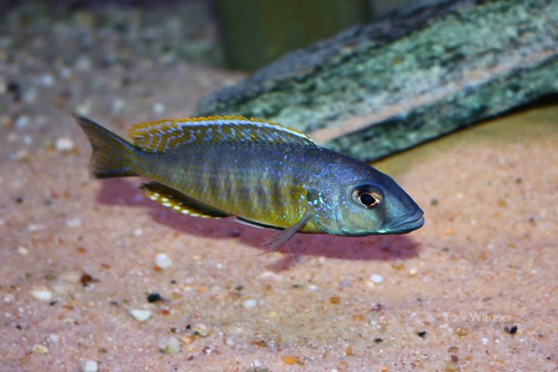 Stigmatochromis sp. 'pleurospilus mdoka' Mdoka